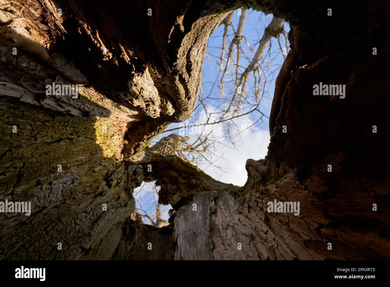 Peuplier (Serotina de selys populus). Vieux tronc d'arbre monumental de l'intérieur. Vue vers le haut. Europe. Banque D'Images