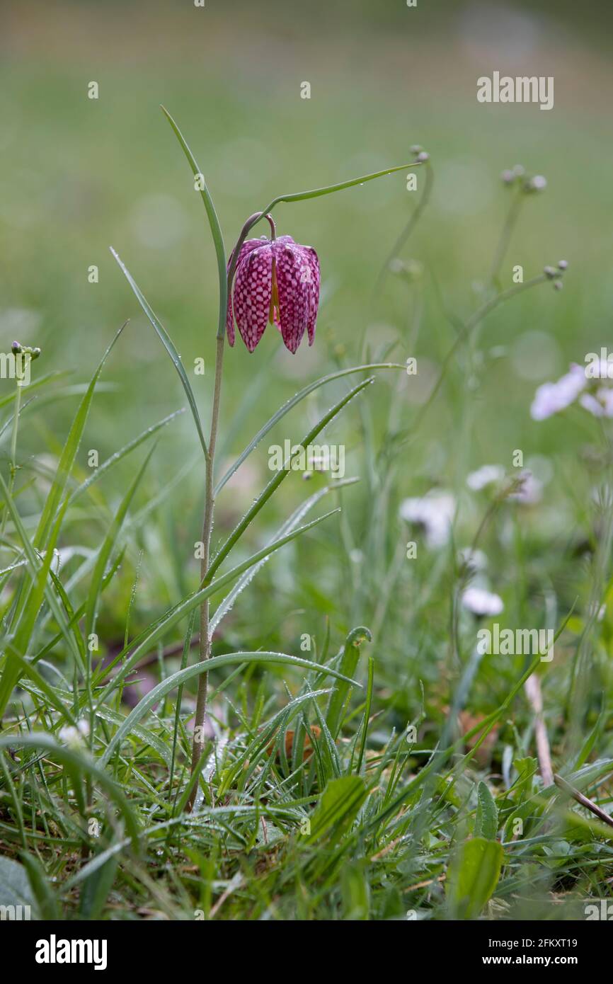 Schachblume, Fritilaria meleagris, tête de nake Banque D'Images