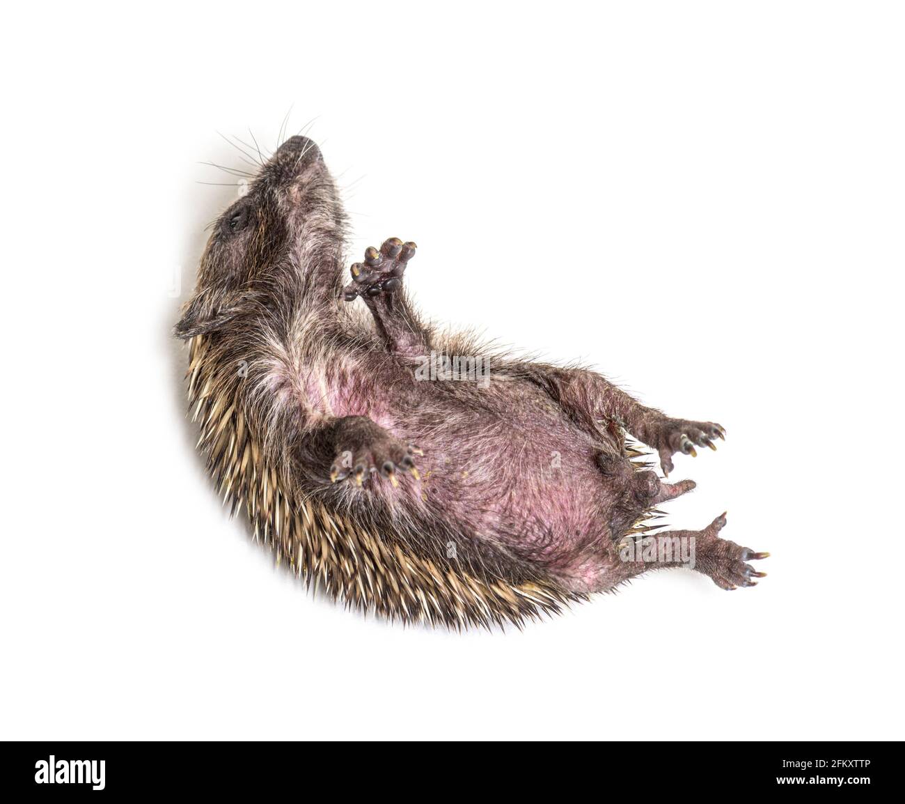 Hérisson malade Banque d'images détourées - Alamy