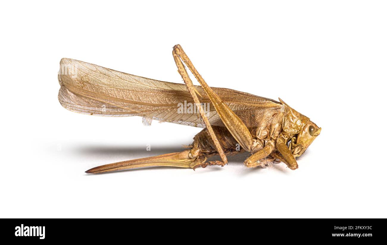 Cricket sec et mort en état de décomposition Banque D'Images