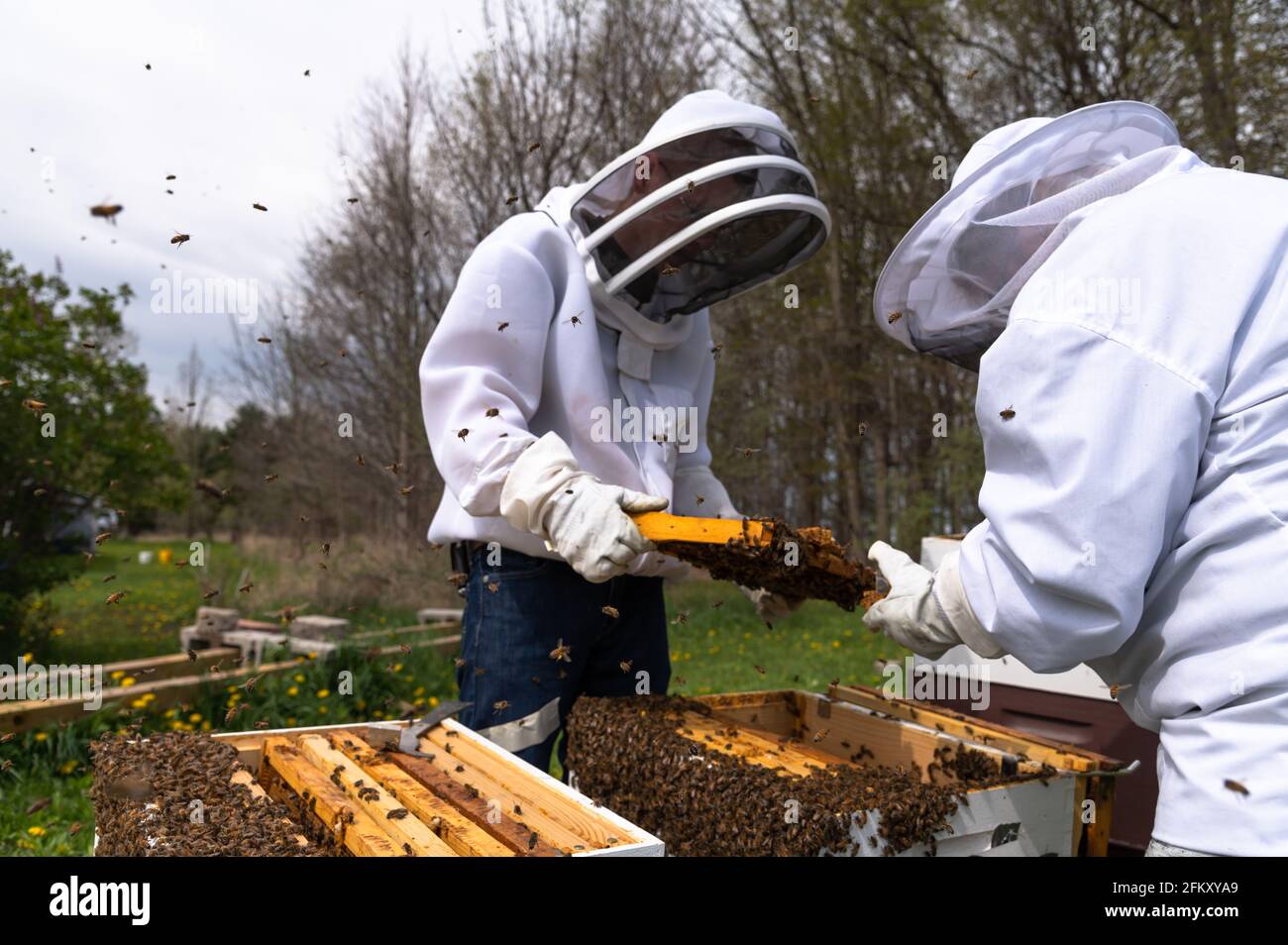 Deux apiculteurs inspectant les cadres d'abeille Banque D'Images
