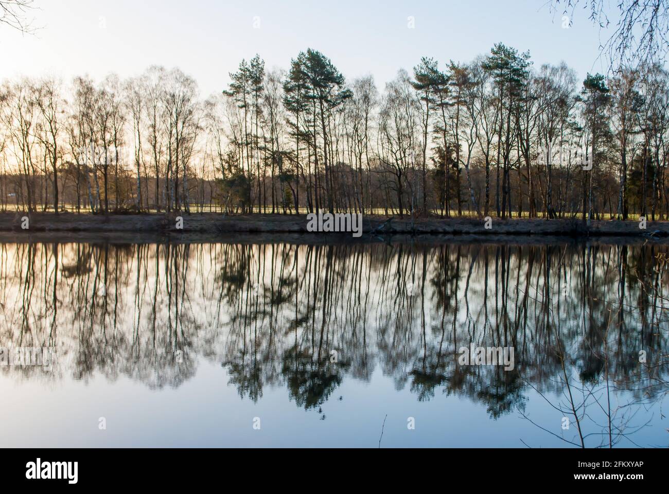 Arbres en miroir dans un étang avec la couleur bleue du ciel en arrière-plan au lever du soleil en Allemagne Banque D'Images