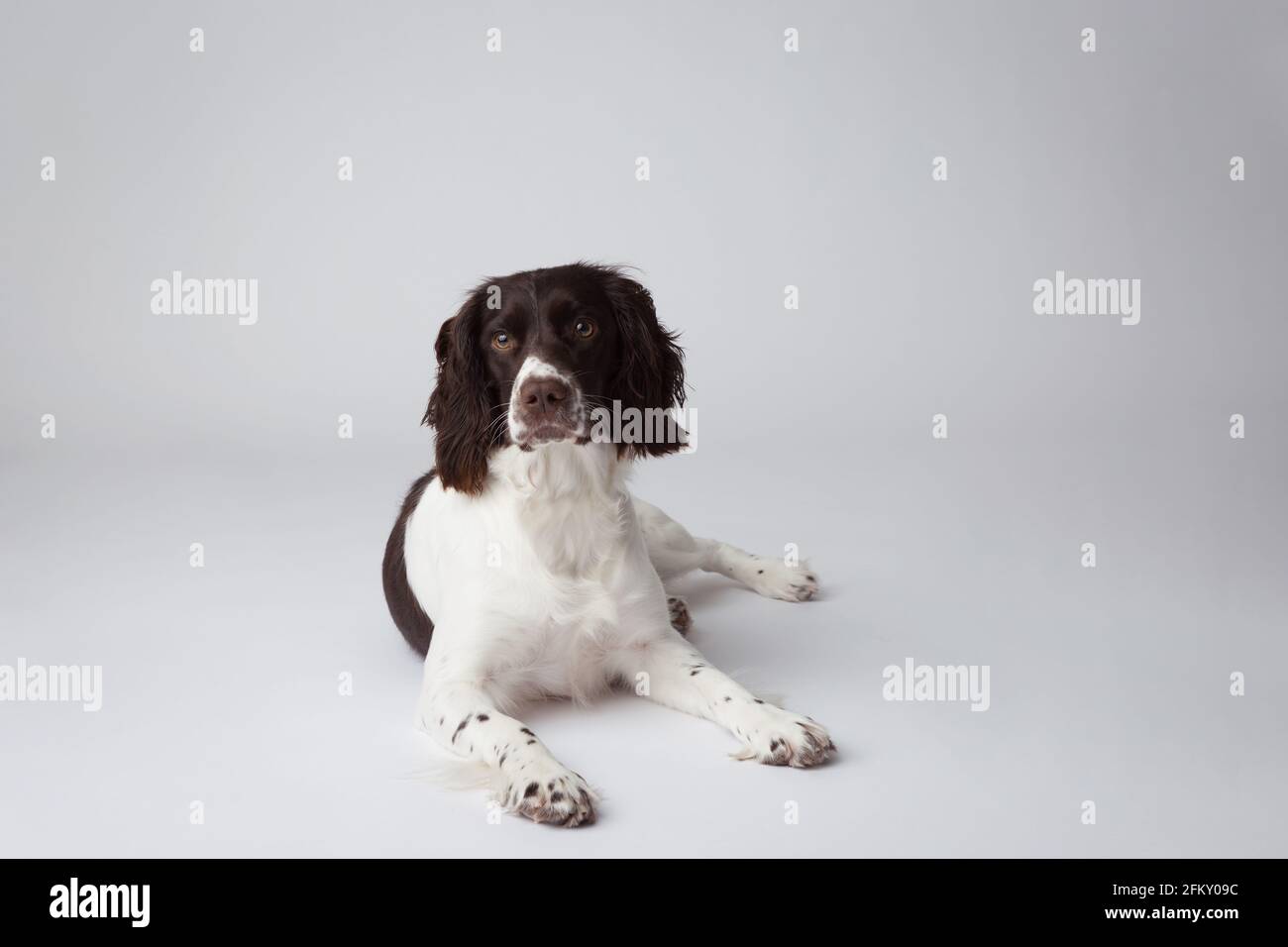 Foie et blanc springer spaniel anglais sur fond blanc Banque D'Images