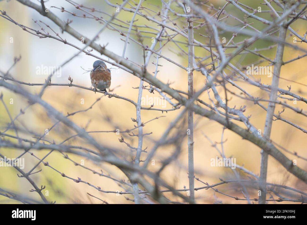 La femelle est bluebird tenant l'herbe sèche dans le bec Banque D'Images