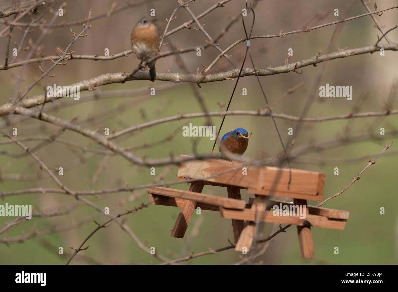 Des Bluebirds mâles et femelles à un mangeoire à oiseaux de cour Banque D'Images