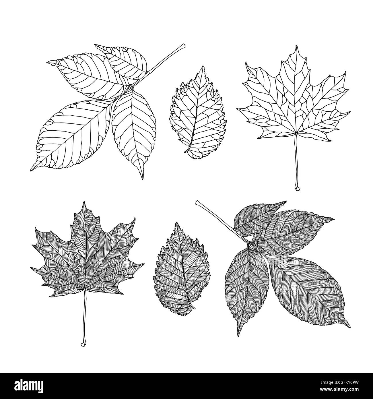 Ensemble de feuilles de différents arbres. Feuilles de frêne, d'érable, d'orme sur fond blanc, dans un graphique en lignes veinées. Illustration vectorielle. Éléments de conception pour colo Illustration de Vecteur