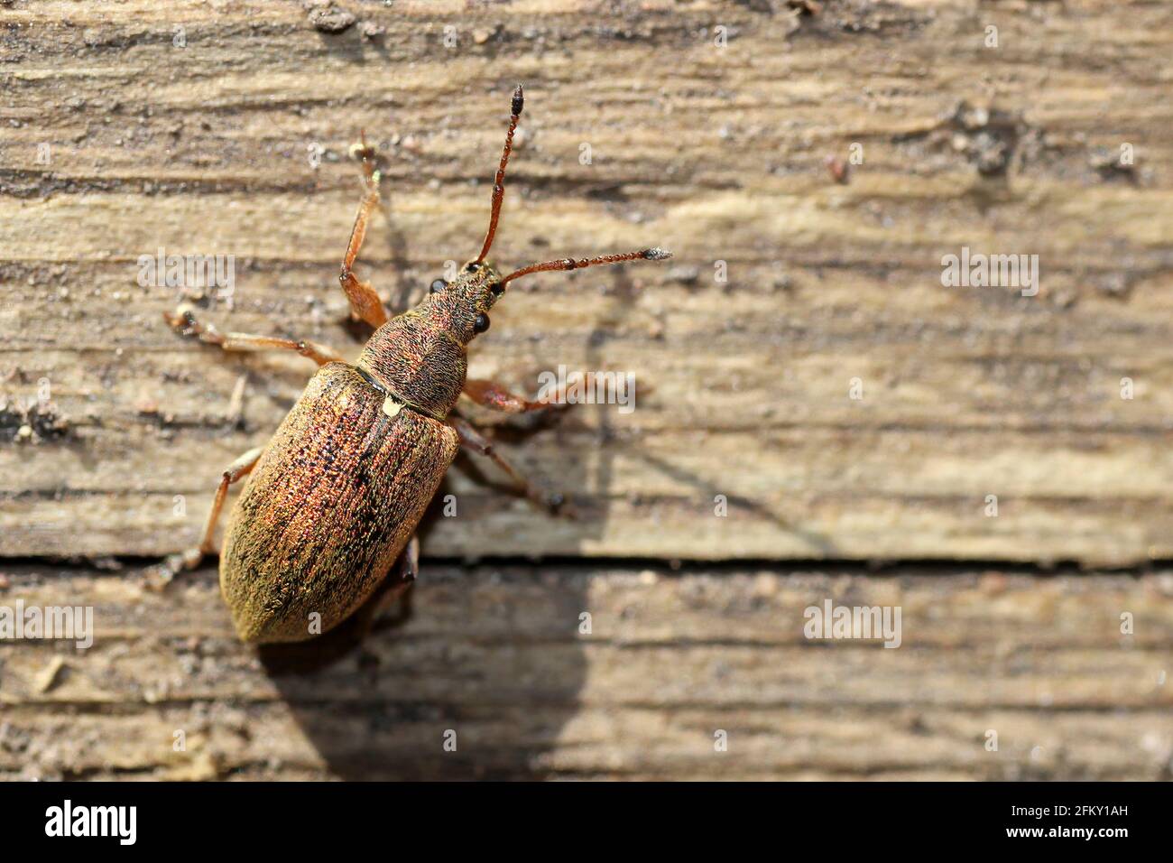 Méchanceté des feuilles - Phyllobius pyri Banque D'Images