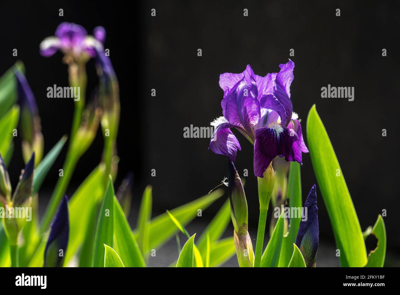 L'iris de la Marsica, Iris Marsica, est une plante de la famille des Iridaceae en danger d'extinction. C'est un endémisme des Apennines centrales. Abruzzes Banque D'Images
