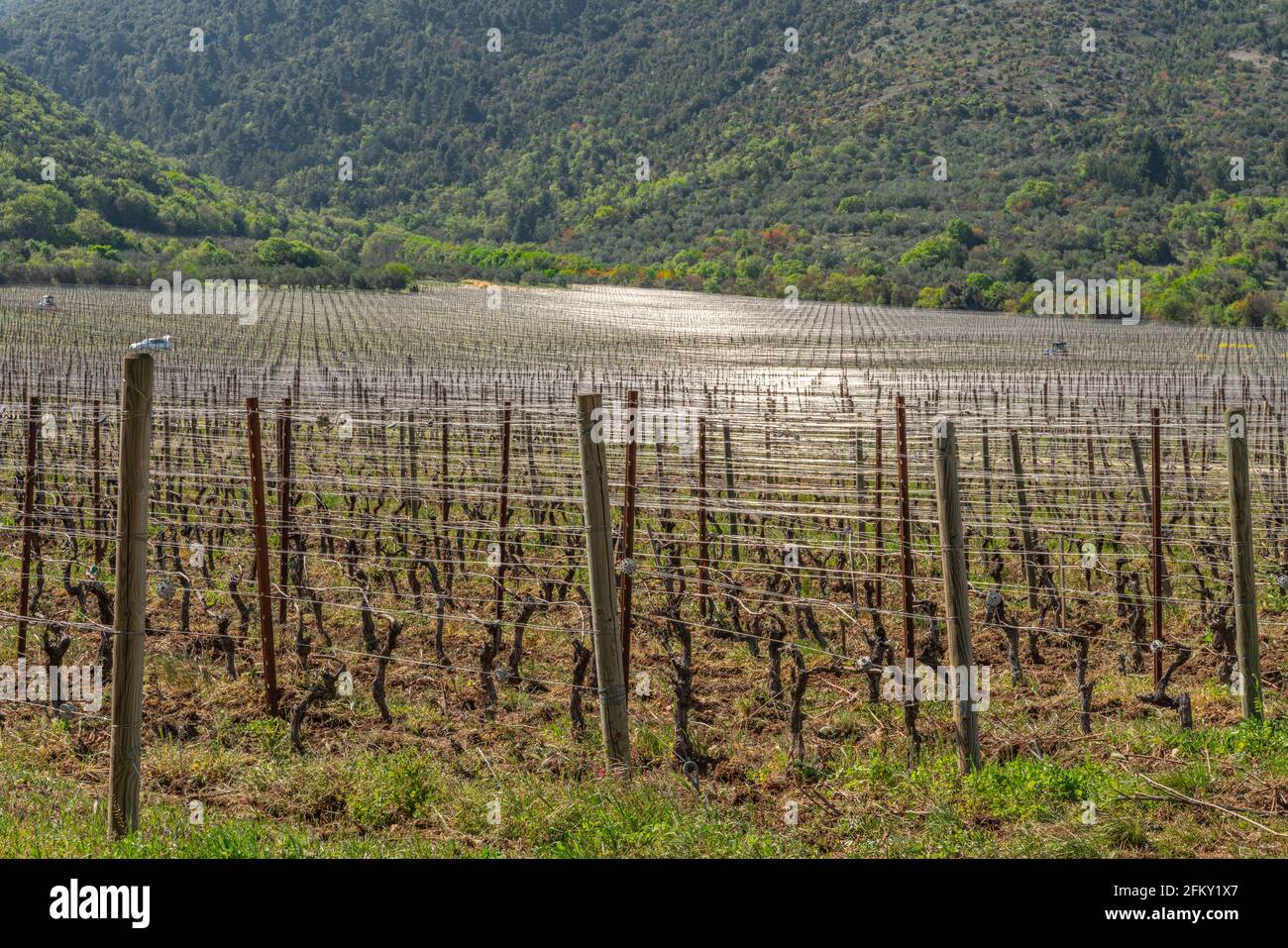 Rangées d'un vignoble des Abruzzes prêt pour un nouveau cycle de production. Abruzzes, Italie, Europe Banque D'Images