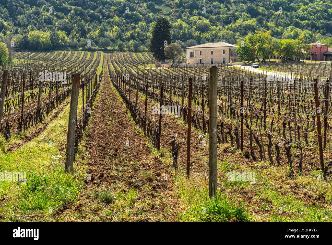 Rangées d'un vignoble des Abruzzes prêt pour un nouveau cycle de production. Abruzzes, Italie, Europe Banque D'Images