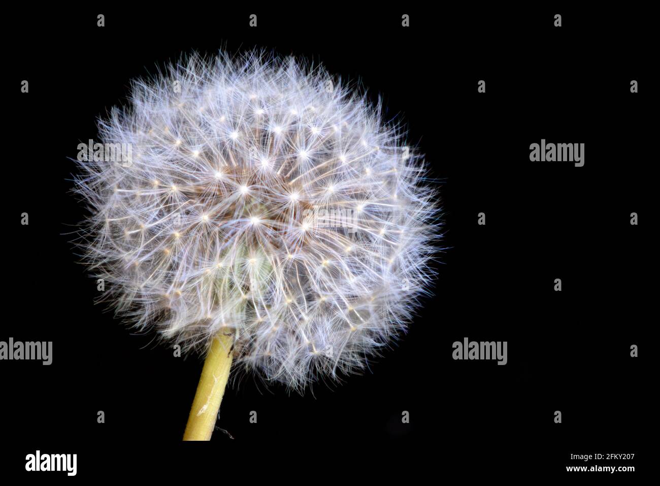 Gros plan d'une seule fleur de Dandelion prise sur un arrière-plan noir utilisant la technique de superposition de mise au point Banque D'Images