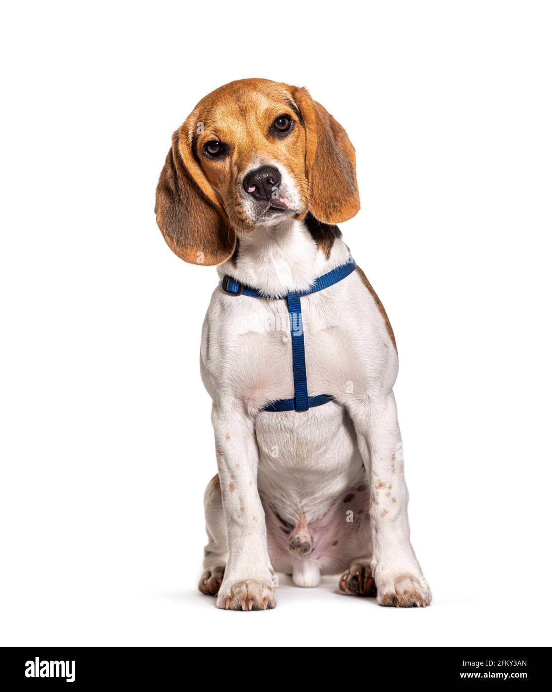 Beagle portant un harnais isolé sur blanc Banque D'Images