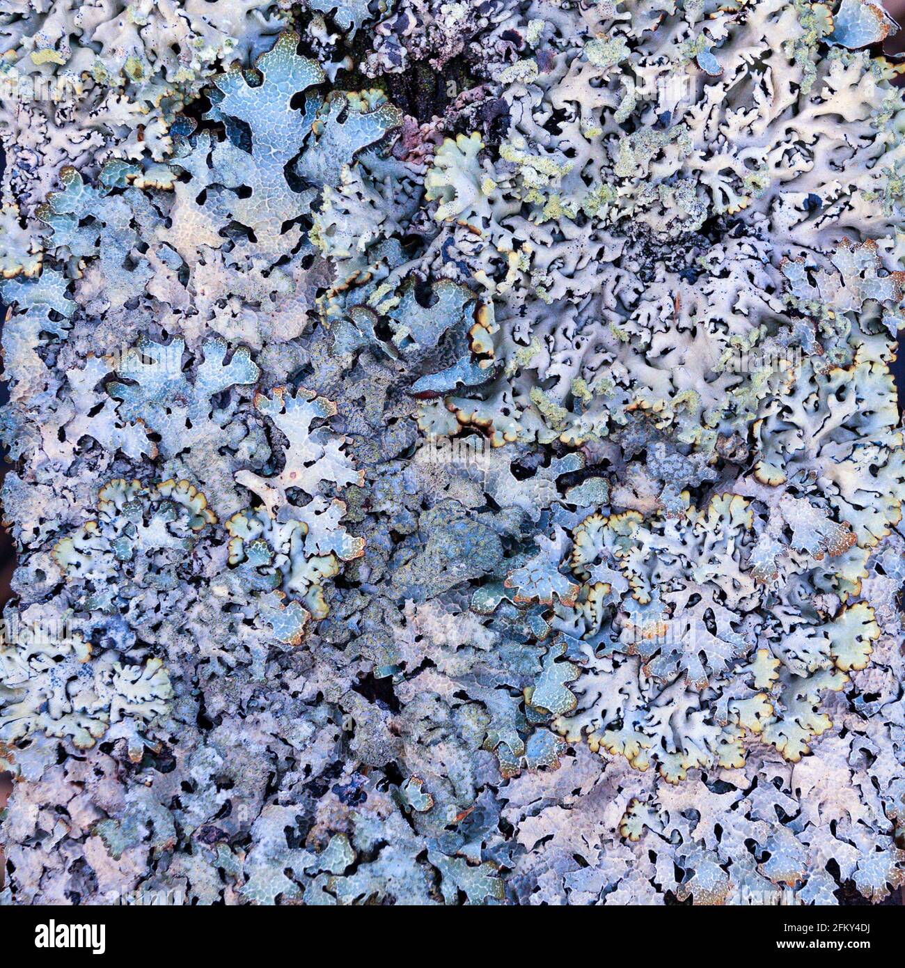 texture mousse lichen macro sous diverses formes et formes, cultivé sur bois Banque D'Images