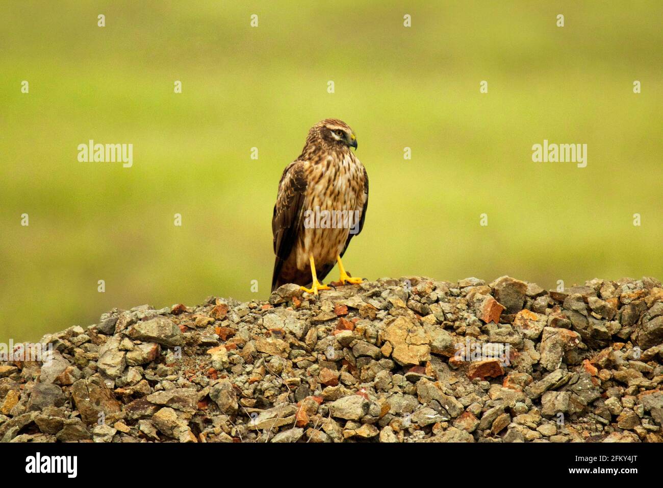 Pallid Harrier, Circus macrourus, Femme, Maharashtra, Inde Banque D'Images