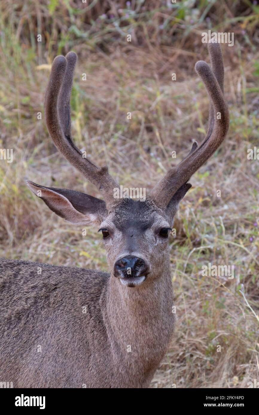 Cerf à queue noire, buck, bois de velours, Odocoileus hemionus columbianus, mammifère indigène, Coast Range, comté de San Benito, Californie Banque D'Images