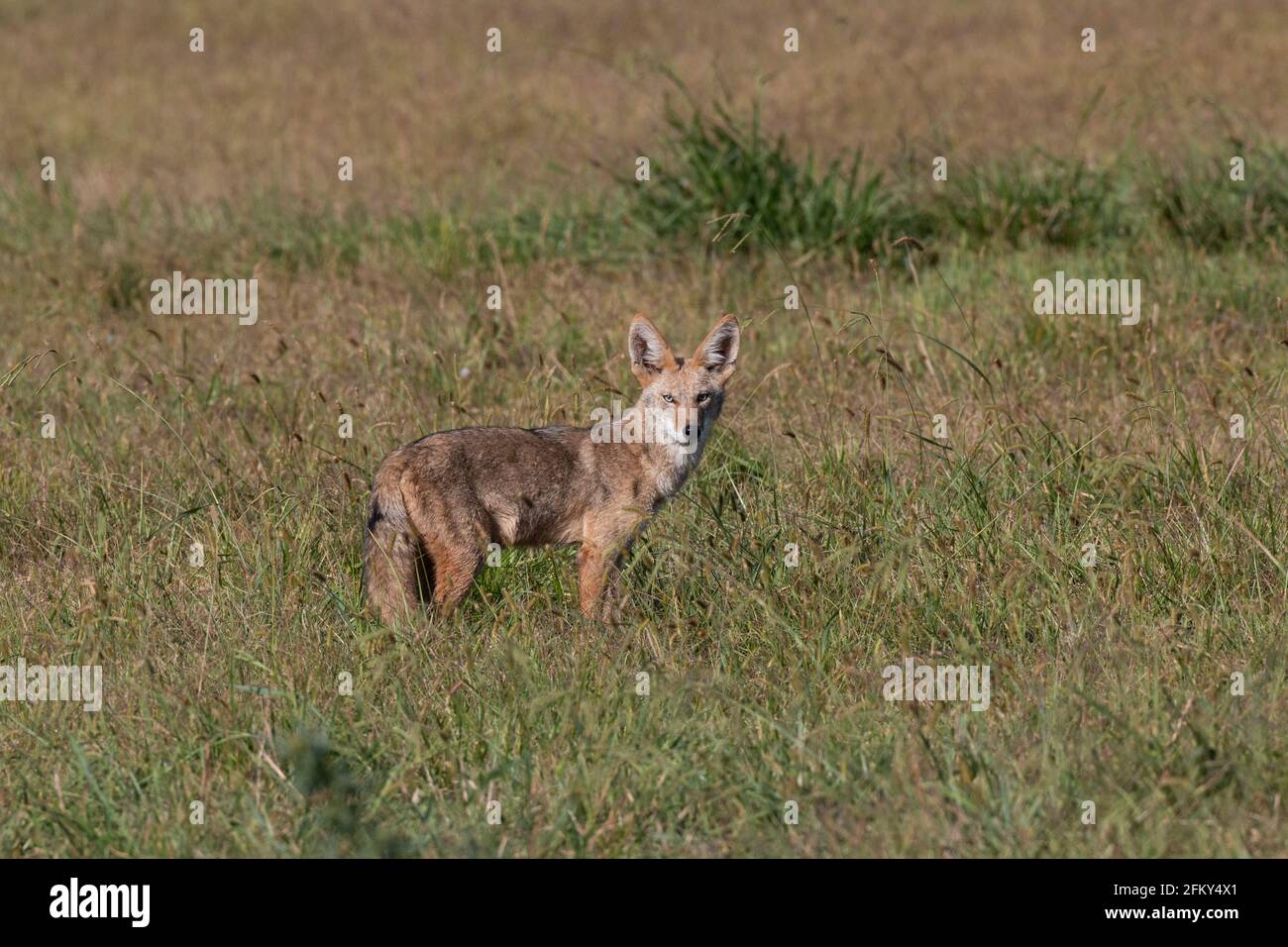 Curieux Coyote, Canis latrans, herbage, prédateur, mammifère à fourrure, Vallée de San Joaquin, comté de Stanislaus, Californie Banque D'Images