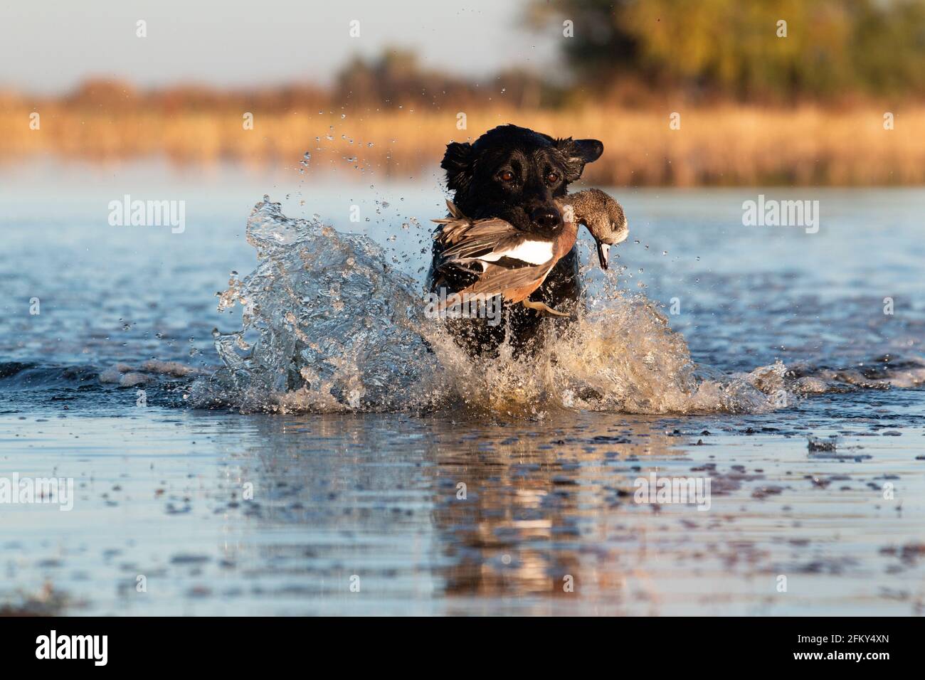 Black Labrador récupère un wigeon drake, club privé de chasse au canard, vallée de San Joaquin, zone écologique des Prairies, comté de Merced, Californie Banque D'Images