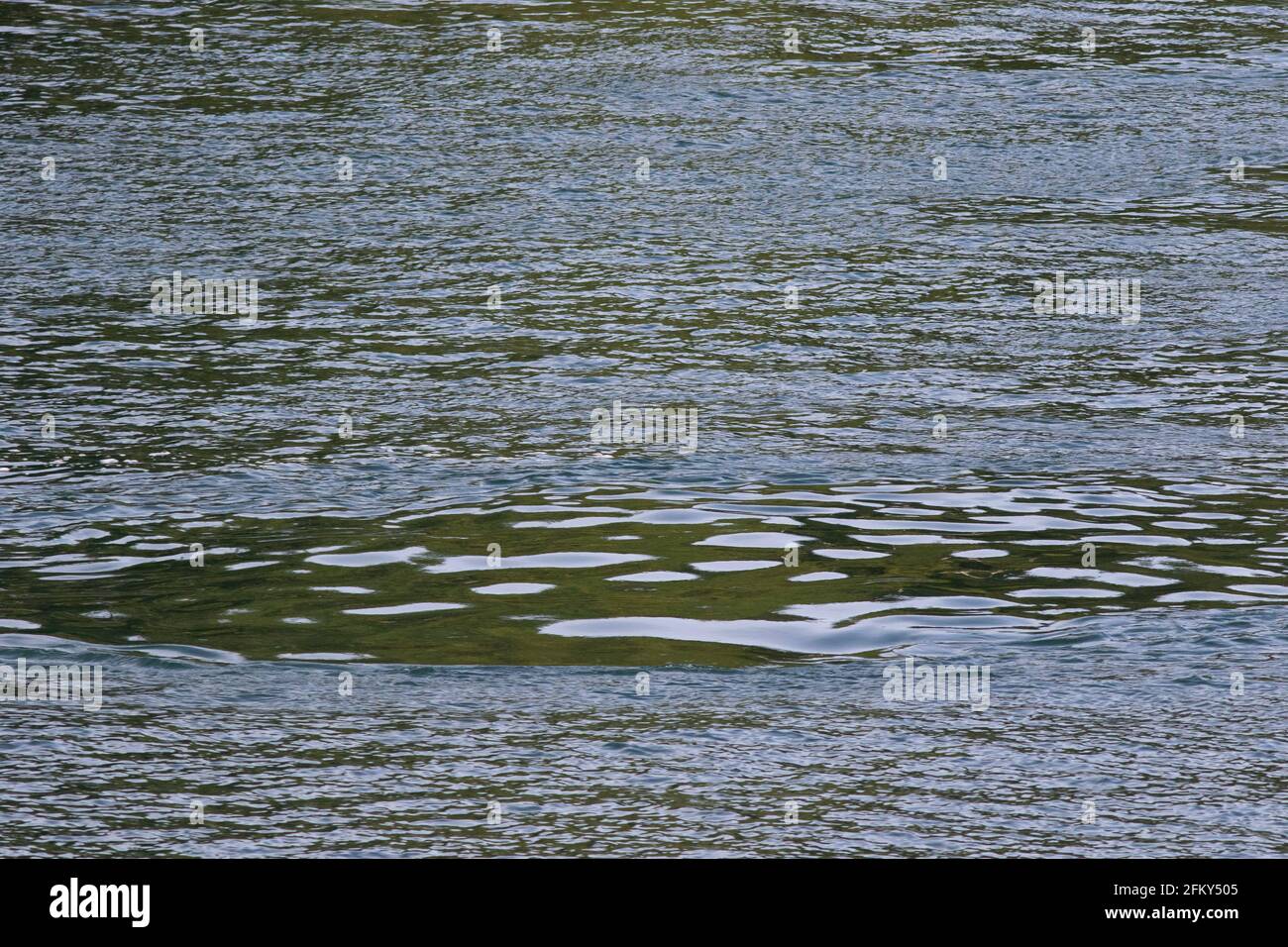 Whale Tail fluke Footprint, post-plongée, Monterey Bay, Central Coast, Océan Pacifique, Californie Banque D'Images