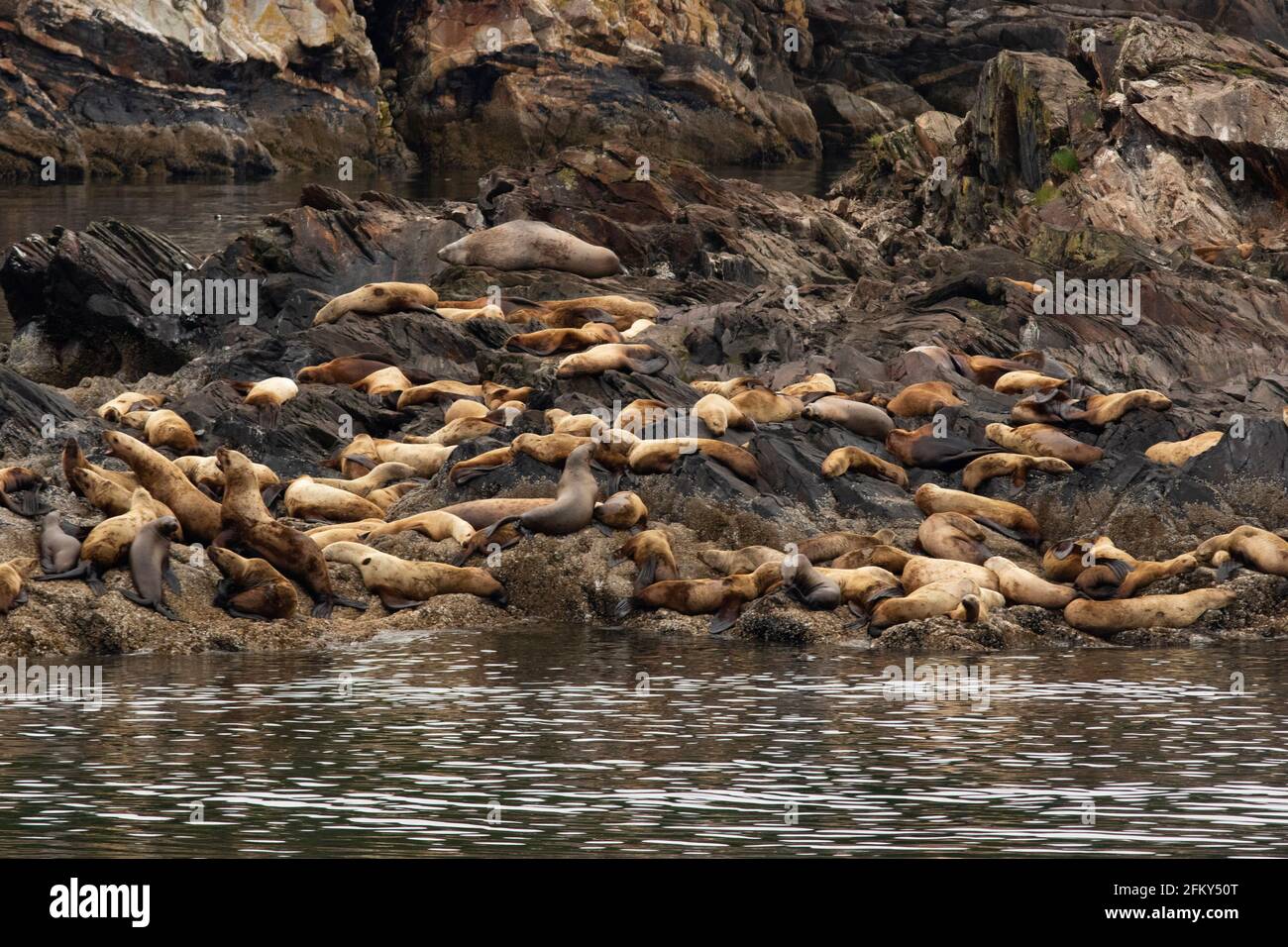 Troupeau de lions de mer de Steller au site de transport rocheux, Eumetopias jubata, Tracy Arm, passage intérieur, Alaska, polygames, grégaires Banque D'Images Troupeau de lions de mer de Steller au site de transport rocheux, Eumetopias jubata, Tracy Arm, passage intérieur, Alaska, polygames, grégaires Banque D'Images