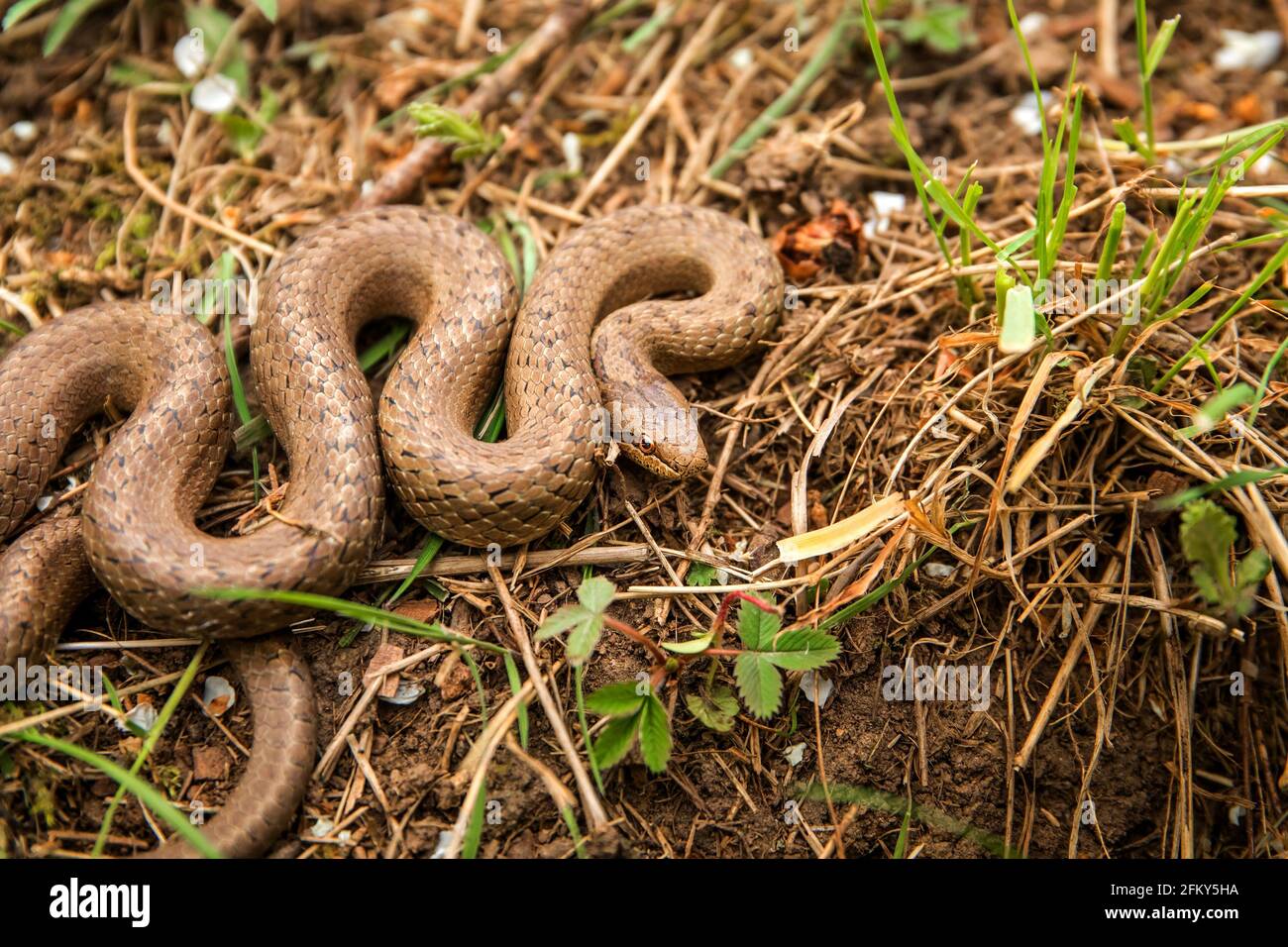 Serpent lisse - Coronella austriaca espèce de serpent brun non venimeux de la famille des Colubridae. L'espèce se trouve en Europe. Banque D'Images