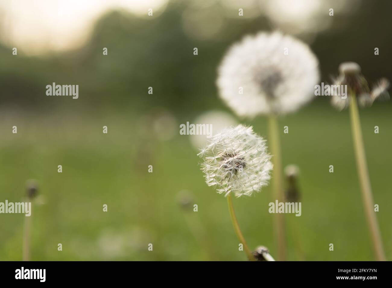 Les mauvaises herbes de pissenlit vont semer dans une pelouse Banque D'Images