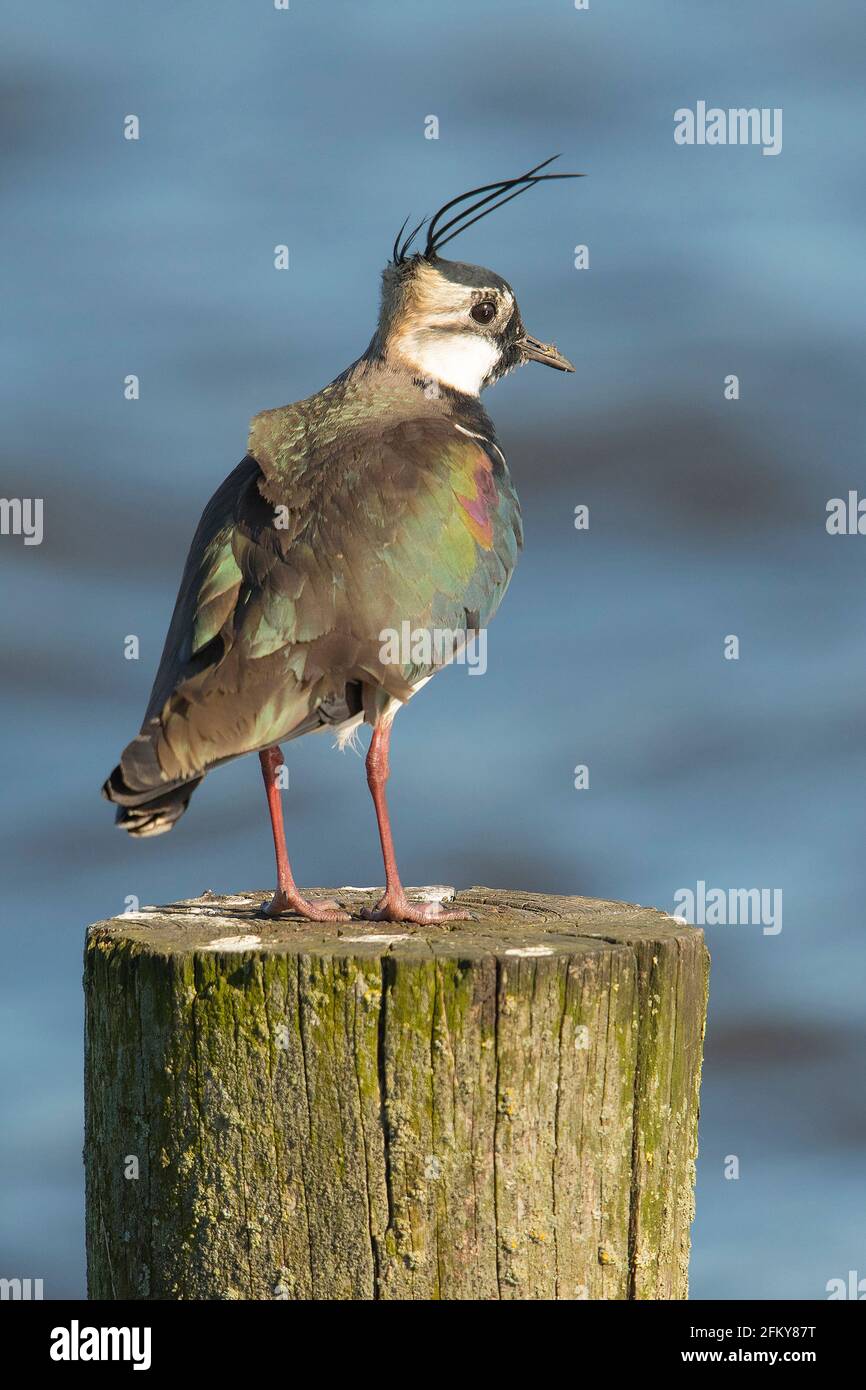 Lapwing eurasien (Vanellus vanellus) adulte perché sur un poteau de laine dans un lac Banque D'Images