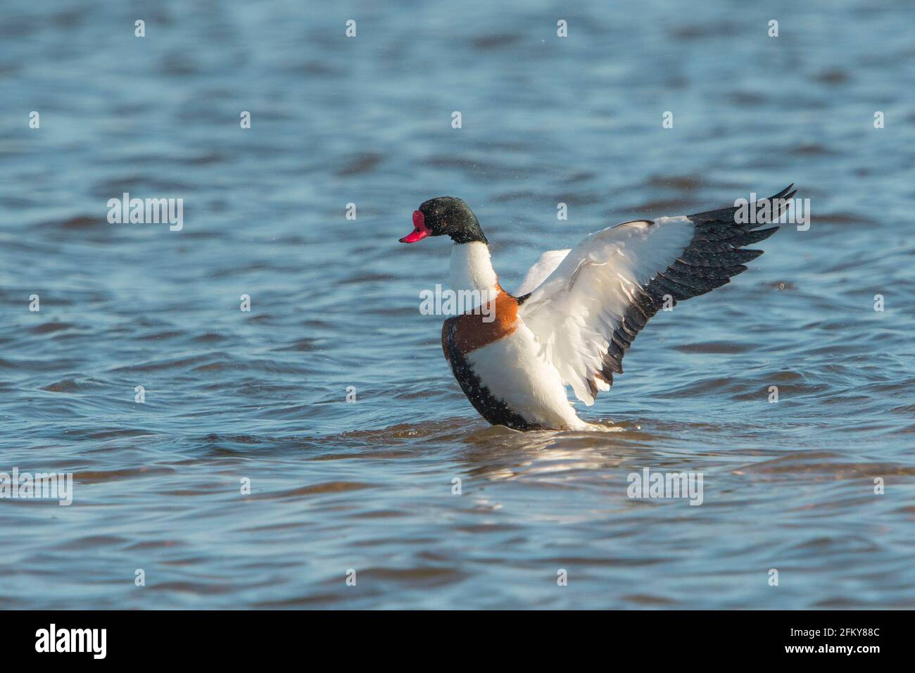 Tantale (Tadorna tadorna) un homme flip avec des ailes après avoir pris un bain dans un lac Banque D'Images