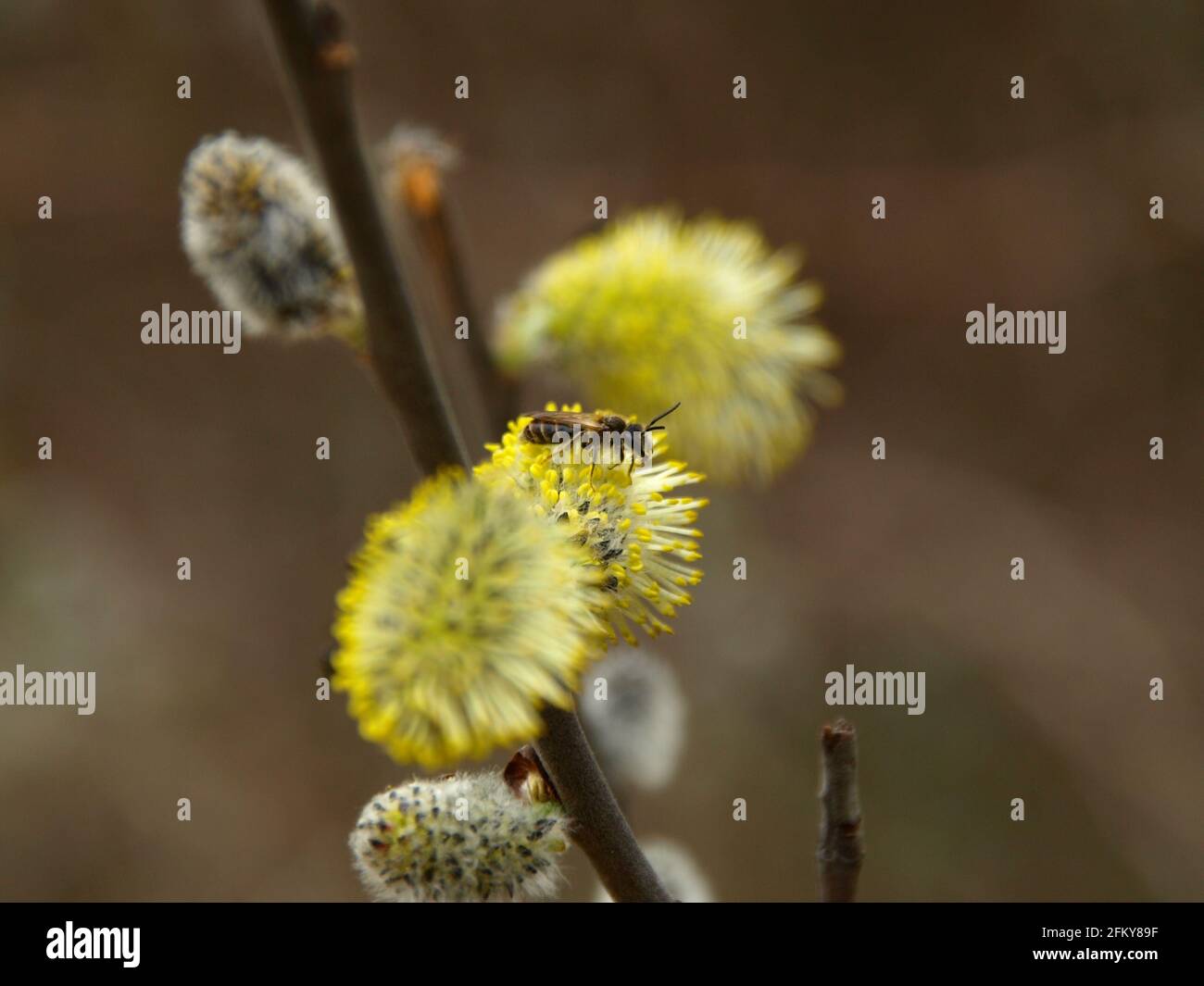 Brindilles De Saule En Fleurs Et Saules Chatons A Fourrure Appeles Chats Ou Chats Dimanche Des Palmiers Le Saule De Holly Salix Caprea Est Un Symbole National De L Ukraine