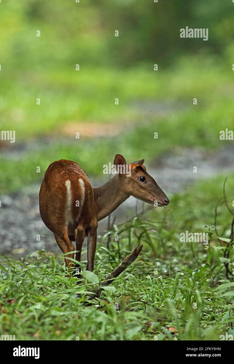 Red muntjac (Muntiacus muntjak muntjak) alimentation des femmes adultes par voie de piste Kambas NP, Sumatra, Indonésie Juin Banque D'Images