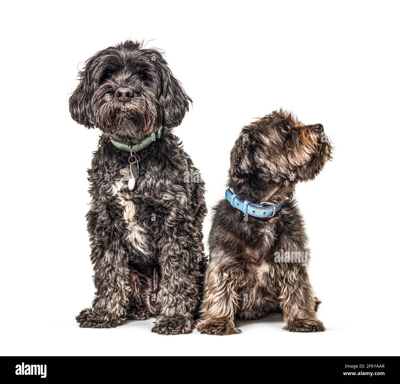 Deux chiens de race croisée portant un col bleu assis, isolés Banque D'Images