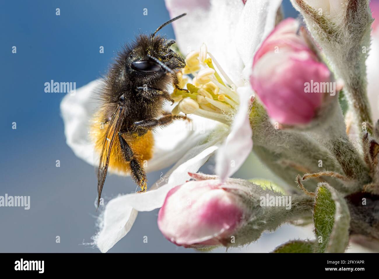 Une abeille maçon (Osmia cornuta) sur une fleur de pomme Banque D'Images