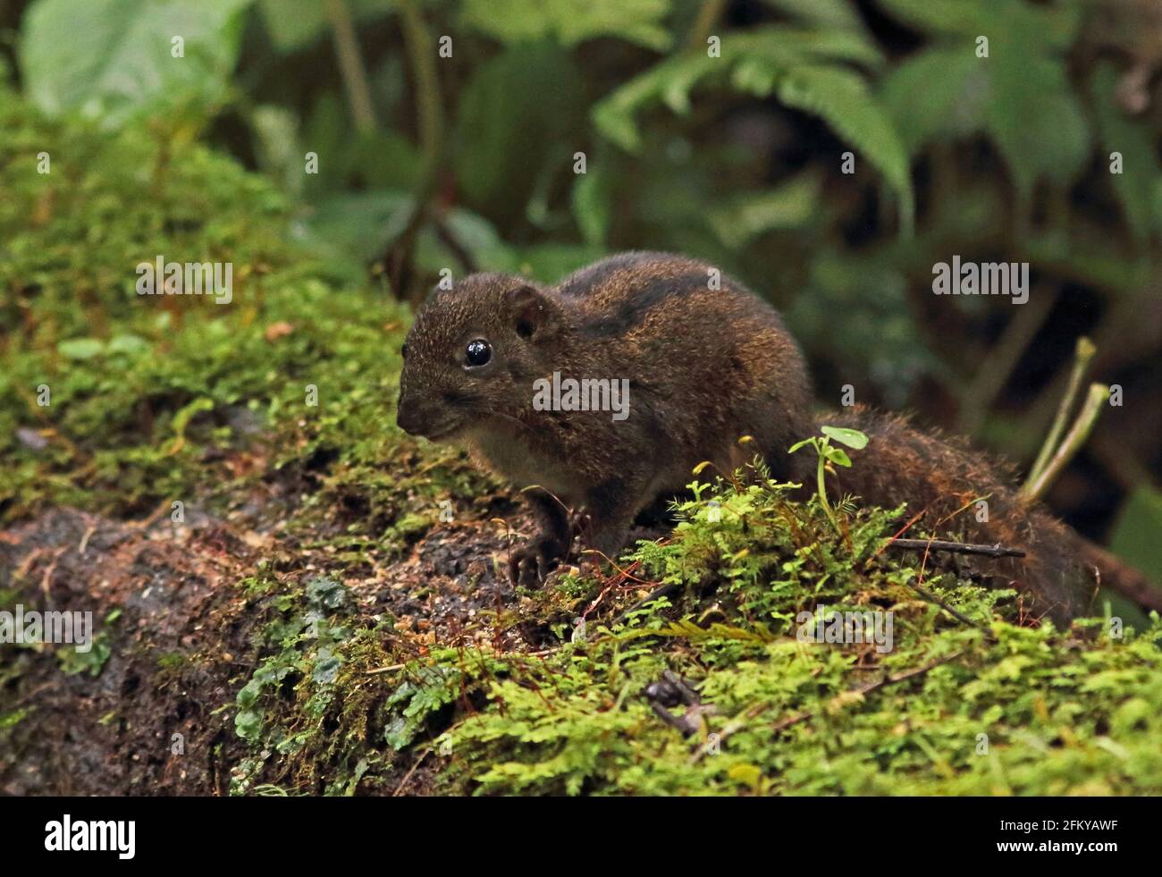 Écureuil à trois rayures (Lariscus insignis insignis) adulte sur le mont Kerinci Seblat, Sumatra, Indonésie Juin Banque D'Images