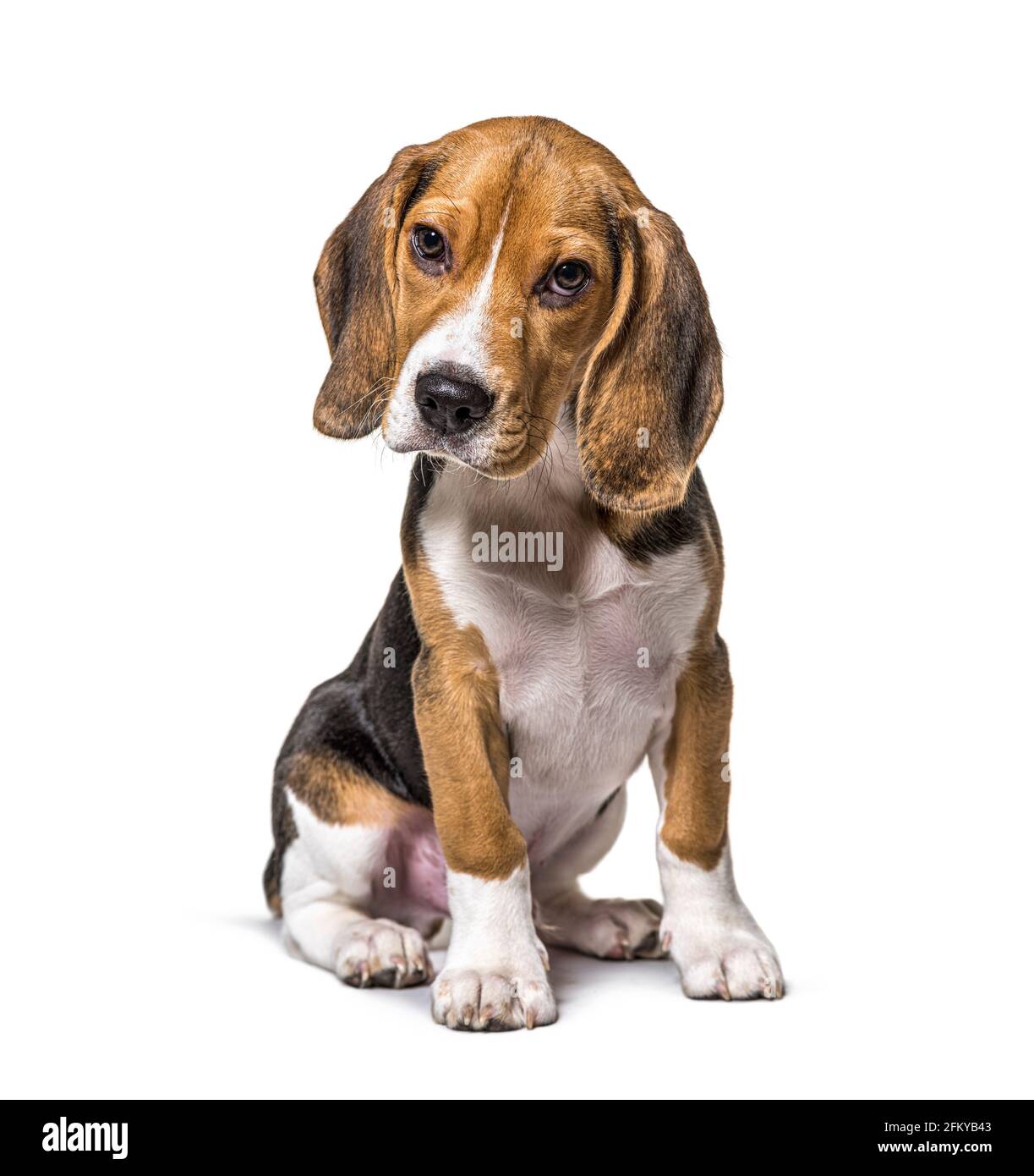 Jeune chiot de trois mois chien Beagles assis, isolé Banque D'Images