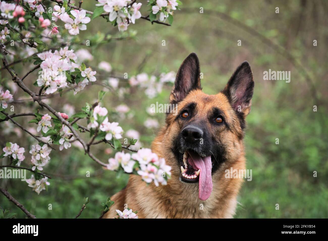Berger allemand couleur noir et rouge et jardins fleuris. Portrait d'un chien domestique en fleurs blanches et roses de luxe fleurant au printemps sur le fruit tre Banque D'Images