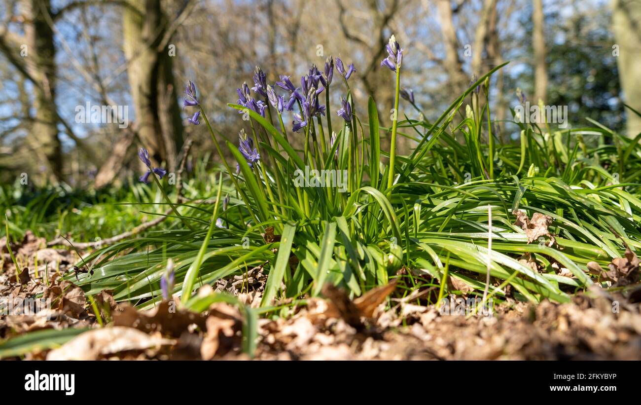 Rez-de-chaussée de la forêt de bas niveau vue de l'usine de Bluebell montrant le vert fleurs de feuilles et de bleu violet au printemps Banque D'Images