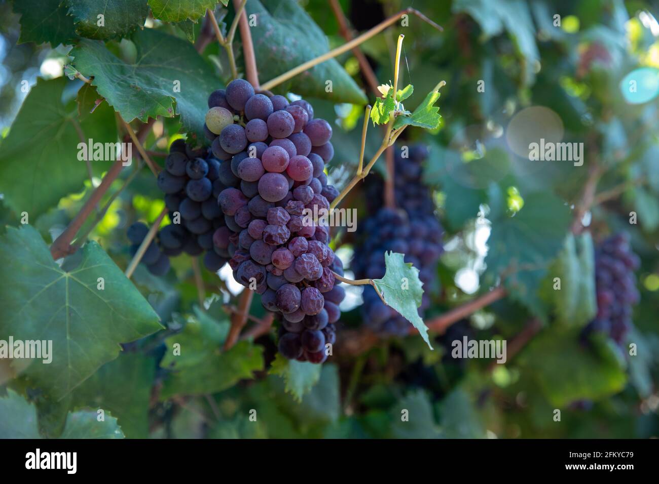 Raisins caves de vinification. Raisin violet foncé mûr sur vignes au moment de la récolte du vin sur fond vert sur un vignoble. Banque D'Images