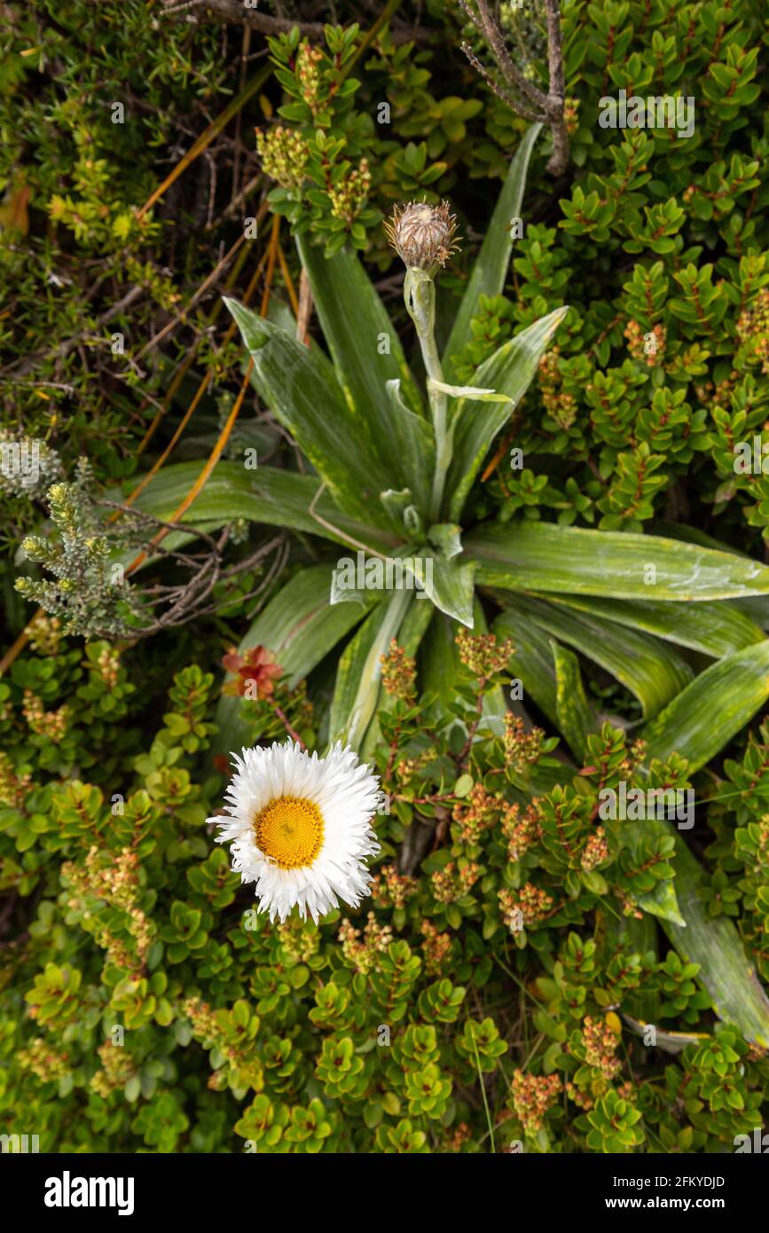 Fleurs alpines dans les Alpes du Sud, parc national du Mont Aoraki, île du Sud de la Nouvelle-Zélande Banque D'Images