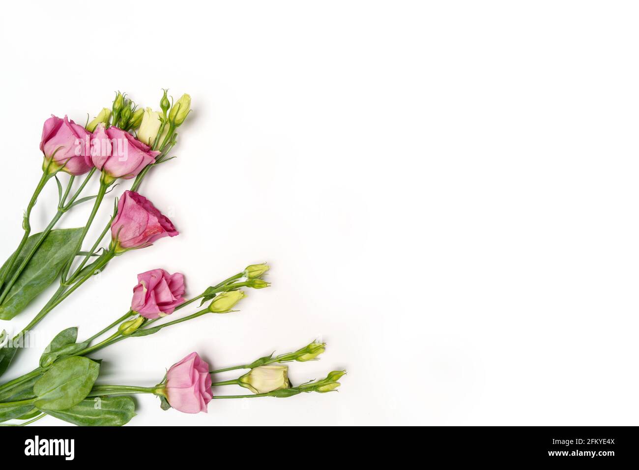 Flat Lay fleurs eustoma rose et blanc sur fond blanc isolé Banque D'Images