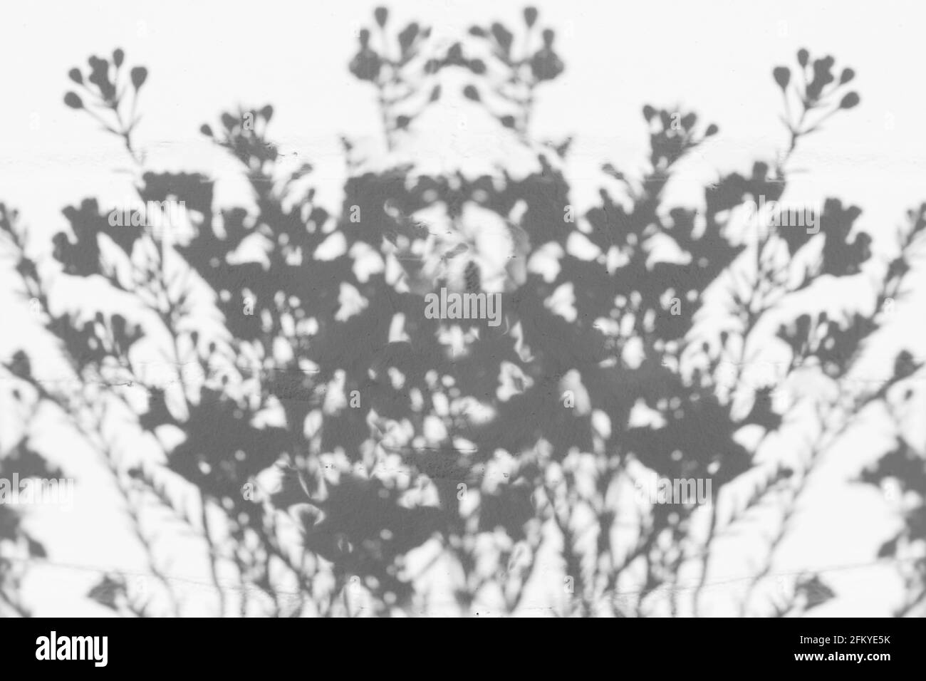 ombres de fleurs sur le mur blanc Banque D'Images