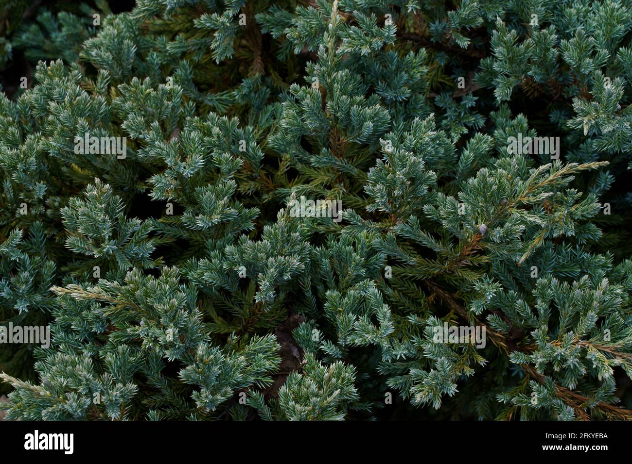 Sapin closeup Banque D'Images