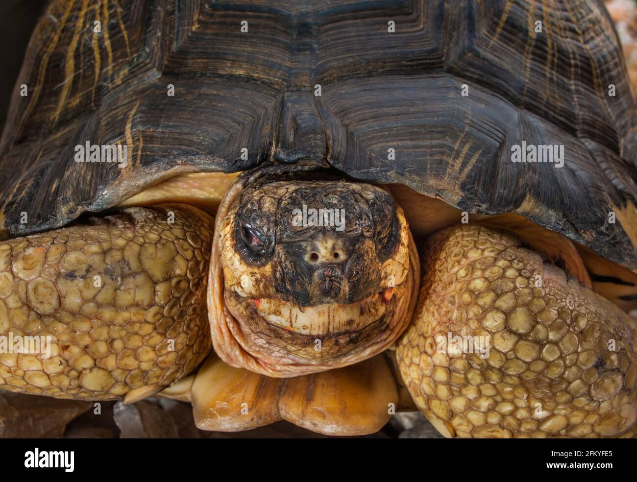 Portrait de la tortue rayonnée Astrochelys radiata Geochelone radiata de Madagascar Banque D'Images