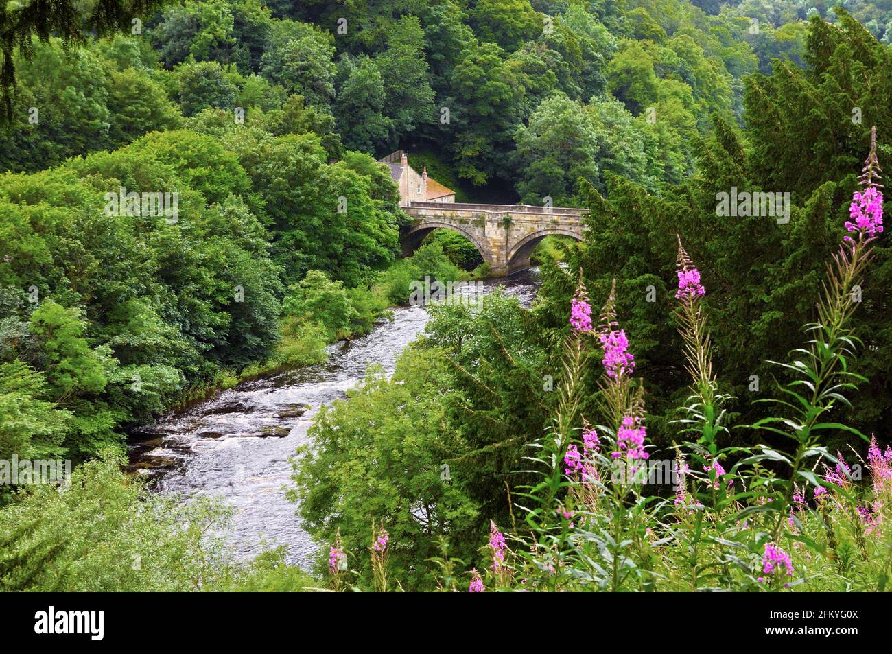 Green Bridge et River Swale entourés d'arbres luxuriants avec une rosebay willowherb rose vif en premier plan, Richmond, North Yorkshire, Angleterre, Royaume-Uni Banque D'Images