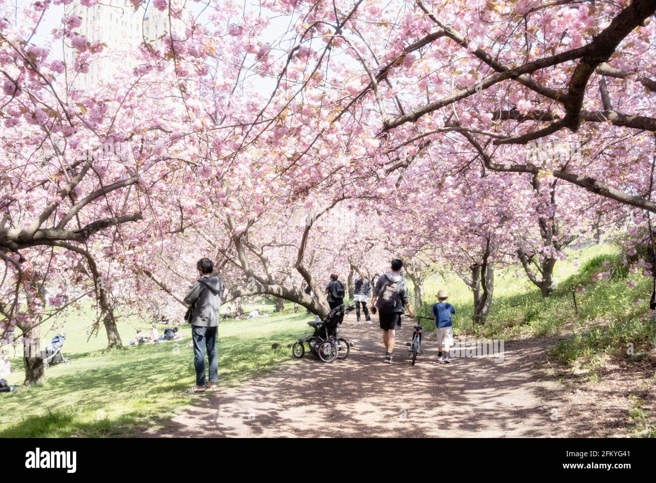 Le printemps dans Central Park est magnifique, New York City, USA 2021 Banque D'Images