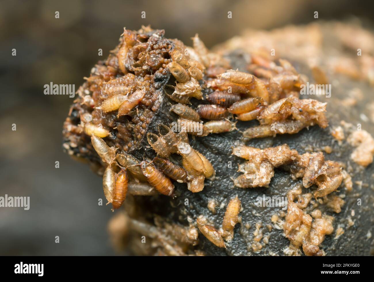 Les larves et les pupes dans la banane de la mouche commune des fruits, Drosophila melanogaster Banque D'Images