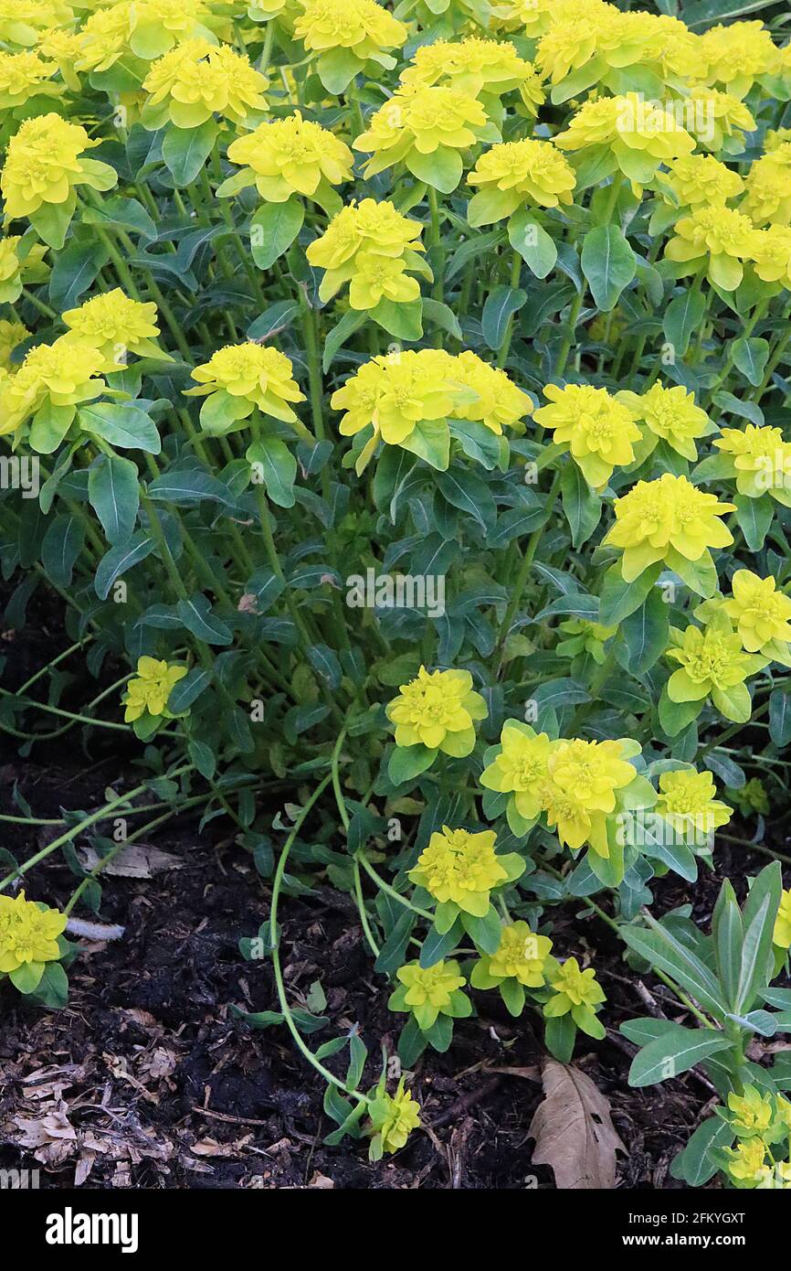 Euphorbia epithymoides Midas coussin spheste Midas - fleurs vert lime sur des tourbillons de feuilles en forme de lance vert foncé, mai, Angleterre, Royaume-Uni Banque D'Images