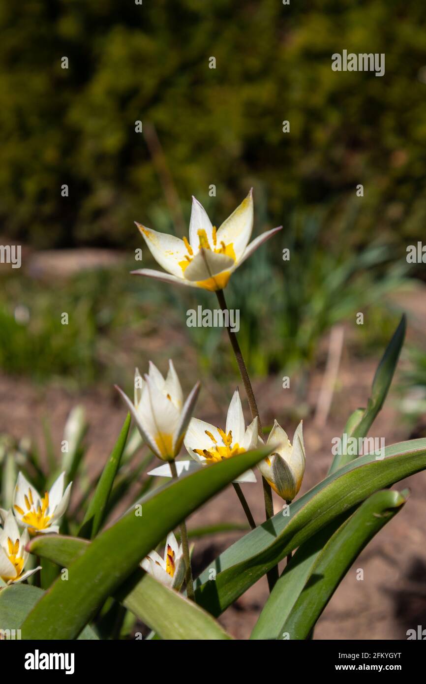 Tulipa turkestanica Banque D'Images