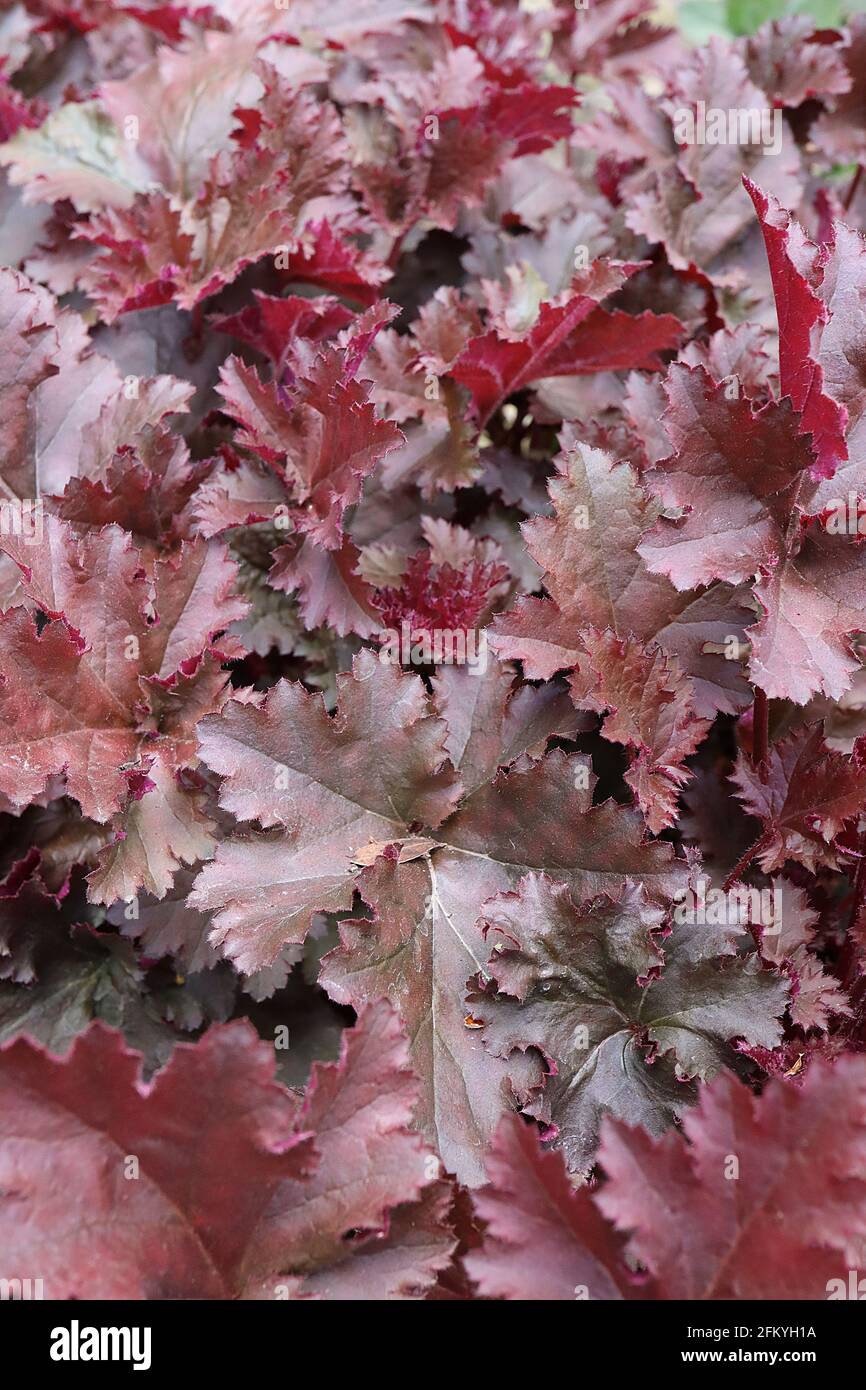 Heuchera / racine d'Alum / cloches de corail les «truffes au chocolat» ne laissent que de grandes feuilles rouges violets à lobes palmatés avec des sous-côtés bordeaux, mai, Royaume-Uni Banque D'Images