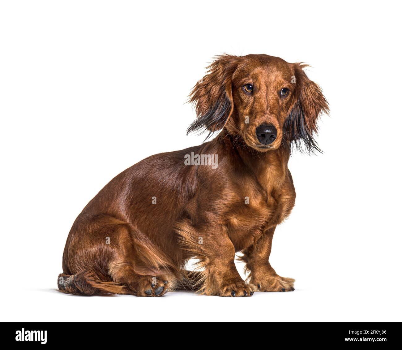 Assis dachshund regardant les questions isolées sur blanc Banque D'Images