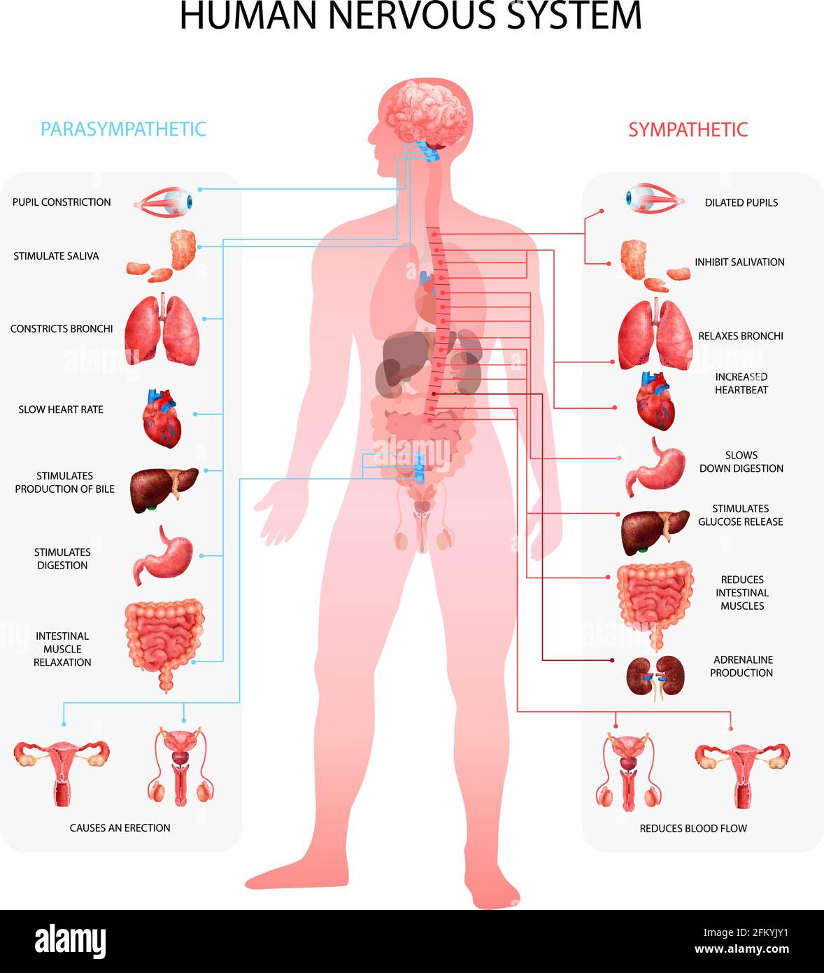 Système nerveux humain sympathique parasympathique info graphiques avec représentation des organes et de la terminologie anatomique éducatif réaliste vecteur illustrateur Illustration de Vecteur