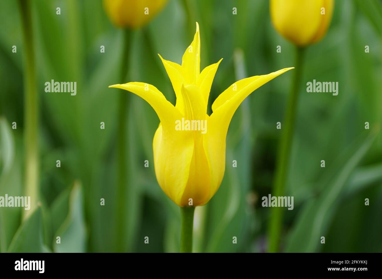 Belle fleur de tulipe de lys jaunes à pleine fleur Photo Stock - Alamy